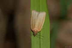 Aphelia viburnana