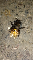Euglossini