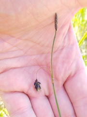 Carex pluriflora