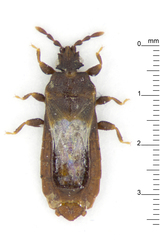 Mezirinae
