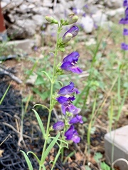 Penstemon neomexicanus