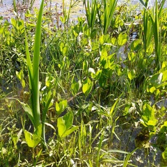 Menyanthes trifoliata