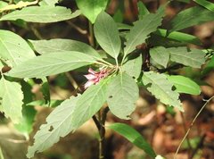 Clerodendrum fortunatum