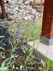 Penstemon neomexicanus
