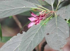 Clerodendrum fortunatum