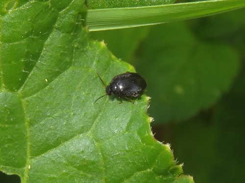 Scirtes hemisphaericus, Zuid-Holland, Nederland, photo 7 of 10
