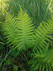 Oreopteris quelpartensis