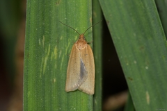 Aphelia viburnana
