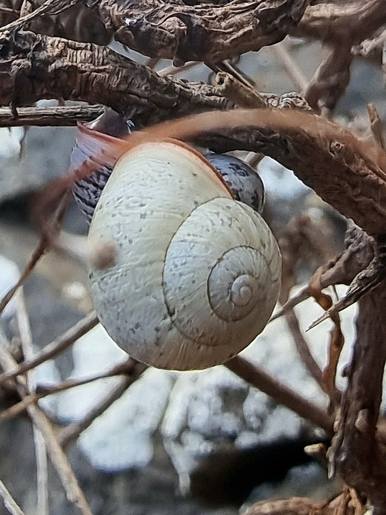 Leptaxis simia portosancti