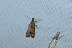 Dichomeris heriguronis