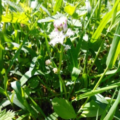 Menyanthes trifoliata
