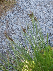 Carex stylosa