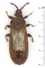 Mezirinae