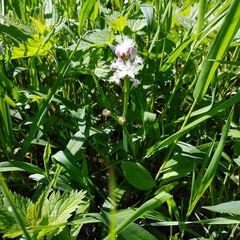 Menyanthes trifoliata