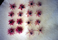 Serruria rosea