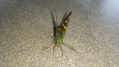 Apyrrothrix araxes