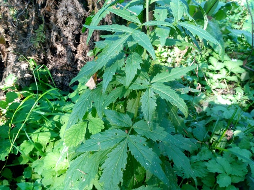 Image of Cardamine macrophylla by (c) Сергей Голубев, some rights reserved (CC BY)