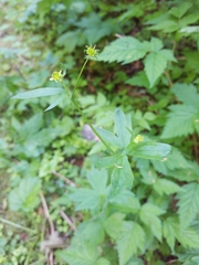Ranunculus uncinatus