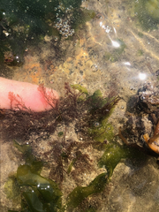 Vertebrata hendryi
