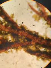 Vertebrata hendryi