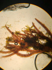 Vertebrata hendryi