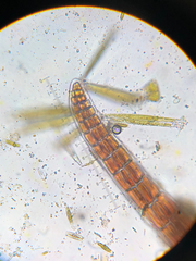 Vertebrata hendryi