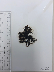 Vertebrata hendryi