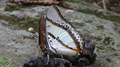Polyura nepenthes