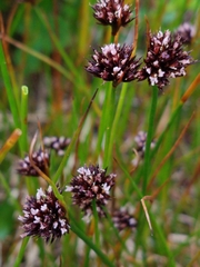 Juncus mertensianus