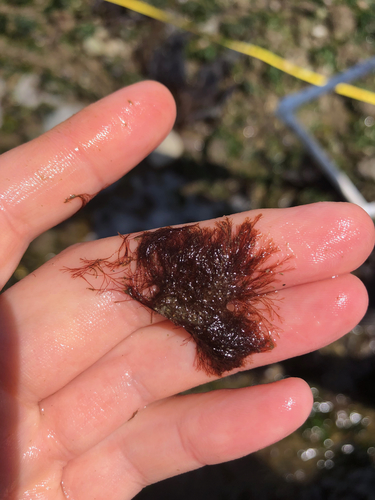 Polysiphonia paniculata observed 2019-07-01