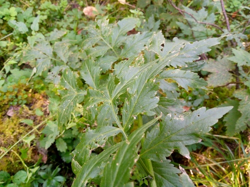 Image of Cardamine macrophylla by (c) Сергей Голубев, some rights reserved (CC BY)