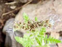 Phacelia alba