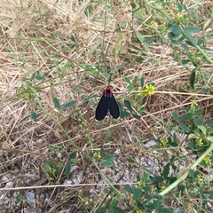 Ctenucha multifaria