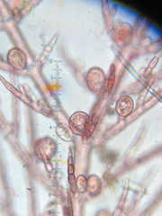 Pterothamnion pectinatum