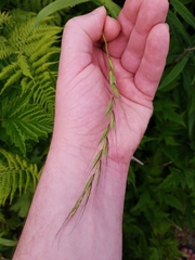 Elymus hirsutus