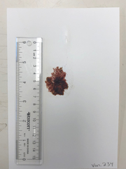 Pterothamnion pectinatum