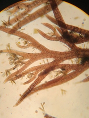Vertebrata hendryi