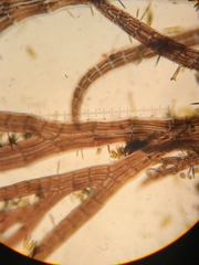 Vertebrata hendryi
