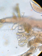 Vertebrata hendryi