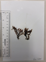 Vertebrata hendryi