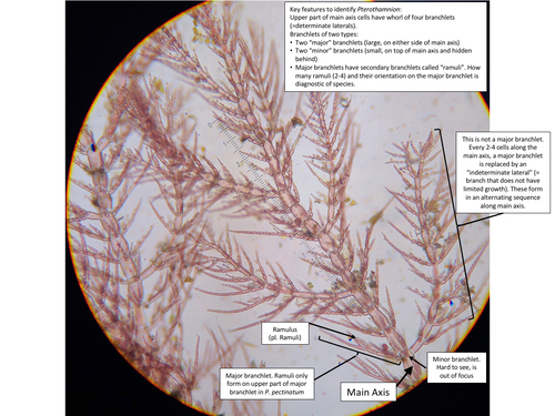 Pterothamnion pectinatum observed 2019-07-01