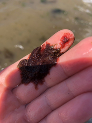 Pterothamnion pectinatum