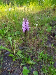 Dactylorhiza maculata