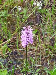 Dactylorhiza maculata