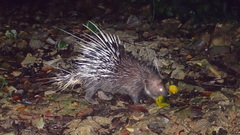 Hystrix brachyura