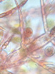 Pterothamnion pectinatum