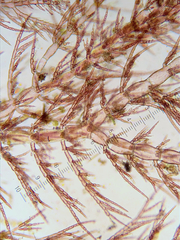 Pterothamnion pectinatum