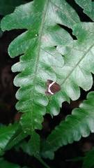 Alampla arcifraga