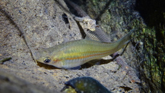 Xiphophorus hellerii