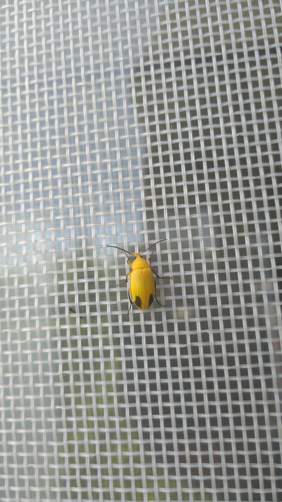 Cistelomorpha bina